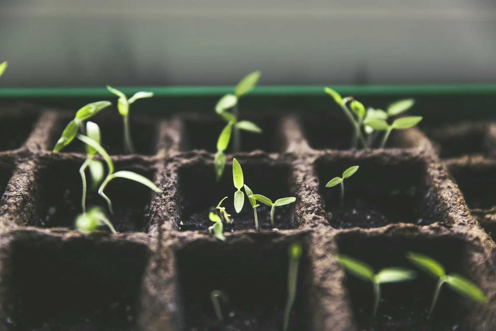 Read the seed packet before drawing the plot.